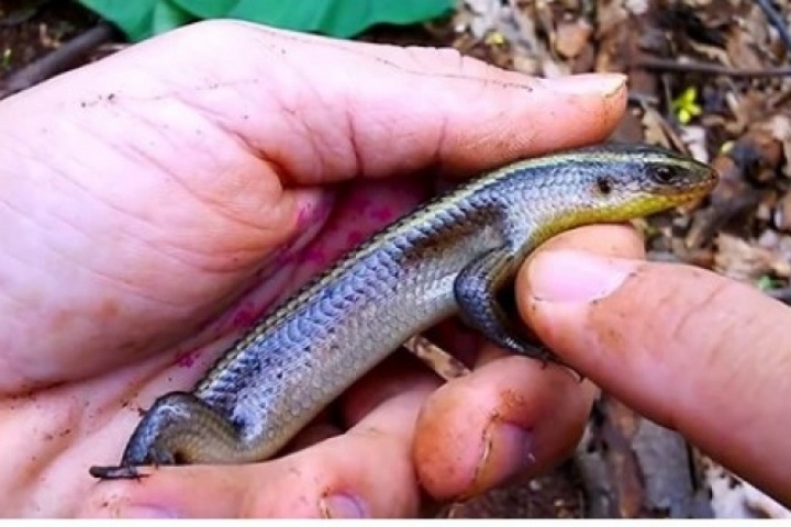 Loài bò sát nhỏ xíu giúp nông dân miền Tây “hốt bạc”
