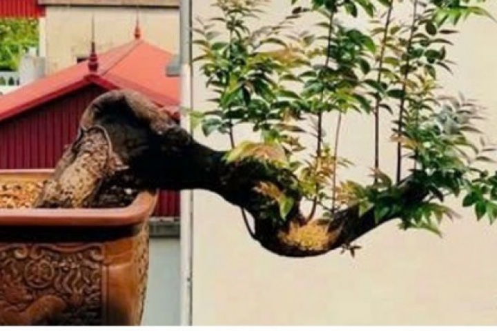 Cây Muội Hồng: Từ vách đá thành “thú chơi” tiền triệu trên bàn trà