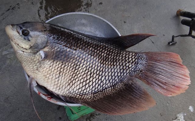 Một yếu tố quan trọng nhưng thường bị bỏ qua khi chọn cá chính là mùi.