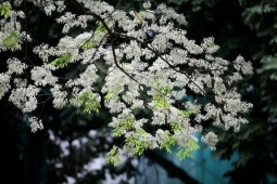 Miền Bắc nắng ráo trước khi đón thêm đợt không khí lạnh tăng cường