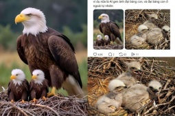 Thế giới động vật "hệ AI": Ranh giới mong manh giữa giải trí và xô lệch góc nhìn