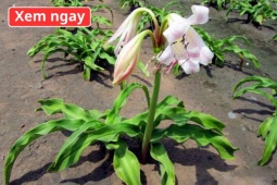 Tin tức sức khỏe - Loại cây “dân dã” mọc đầy bờ bụi, được ví như “khắc tinh” của phì đại tuyến tiền liệt