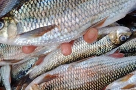 Mẹo xương máu phân biệt cá tươi và cá ươn, người bán 'cậy mồm' cũng không nói