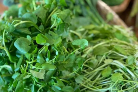 Loại rau từng bị coi như cỏ dại nhưng lại tốt cho gan
