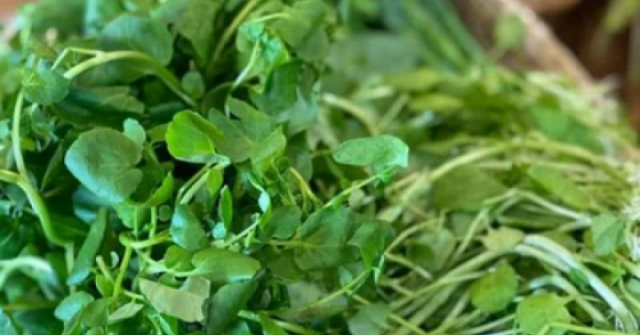 Loại rau từng bị coi như cỏ dại nhưng lại tốt cho gan