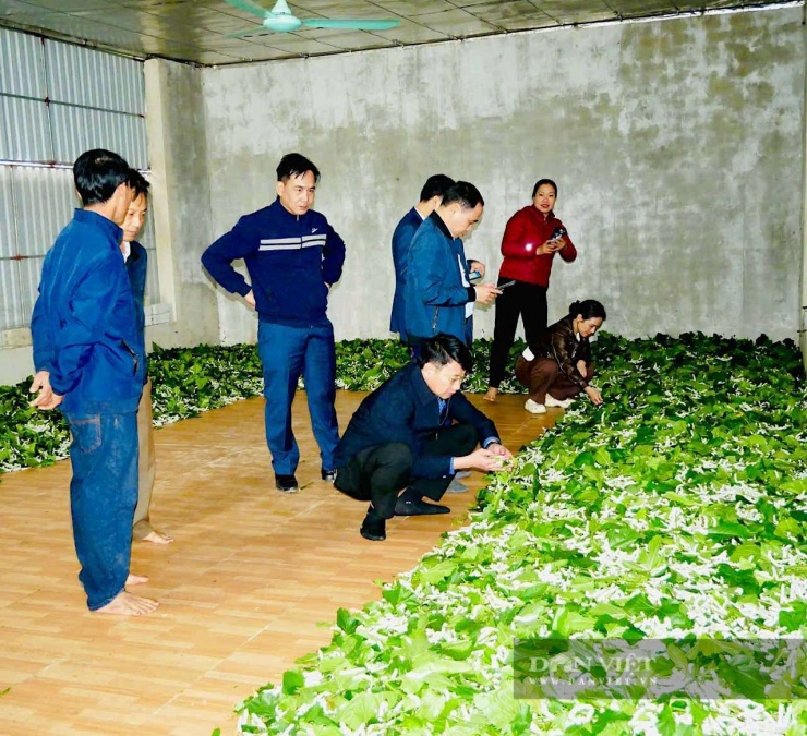 Nghề trồng dâu nuôi tằm ở thôn&nbsp;Tân Tiến, xã Đức Thịnh (tỉnh Hà Tĩnh) là một hướng đi kinh tế mới, giúp nhiều hộ dân chuyển đổi cơ cấu cây trồng và nâng cao thu nhập hiệu quả. Ảnh: PV