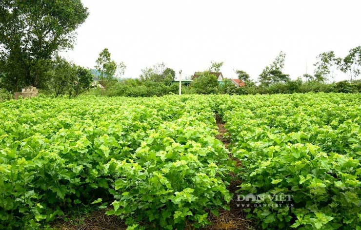 Thành công từ mô hình trồng dâu, nuôi tằm ở thôn Tân Tiến, xã Đức Thịnh (Hà Tịnh) tận dụng đất vườn để phát triển nghề. Ảnh: PV