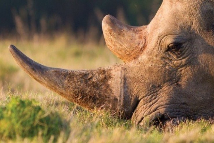 Nam Phi bắt ông Chu Đăng Khoa trong vụ án sừng tê giác