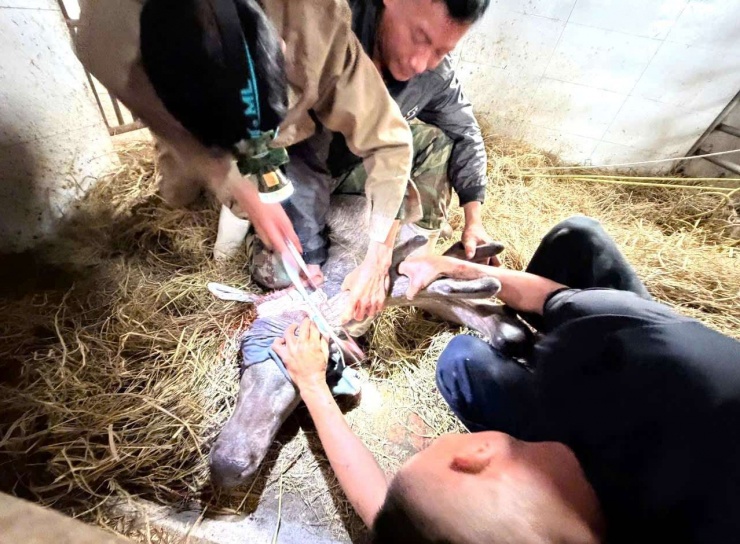 Anh Sinh ở xã Quỳnh Văn, tỉnh Nghệ An đã phải gây mê cho con nai khi cắt cặp nhung "siêu khủng".