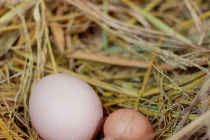 Mua trứng nên chọn quả to hay quả nhỏ? Người chăn nuôi lâu năm tiết lộ câu trả lời bất ngờ