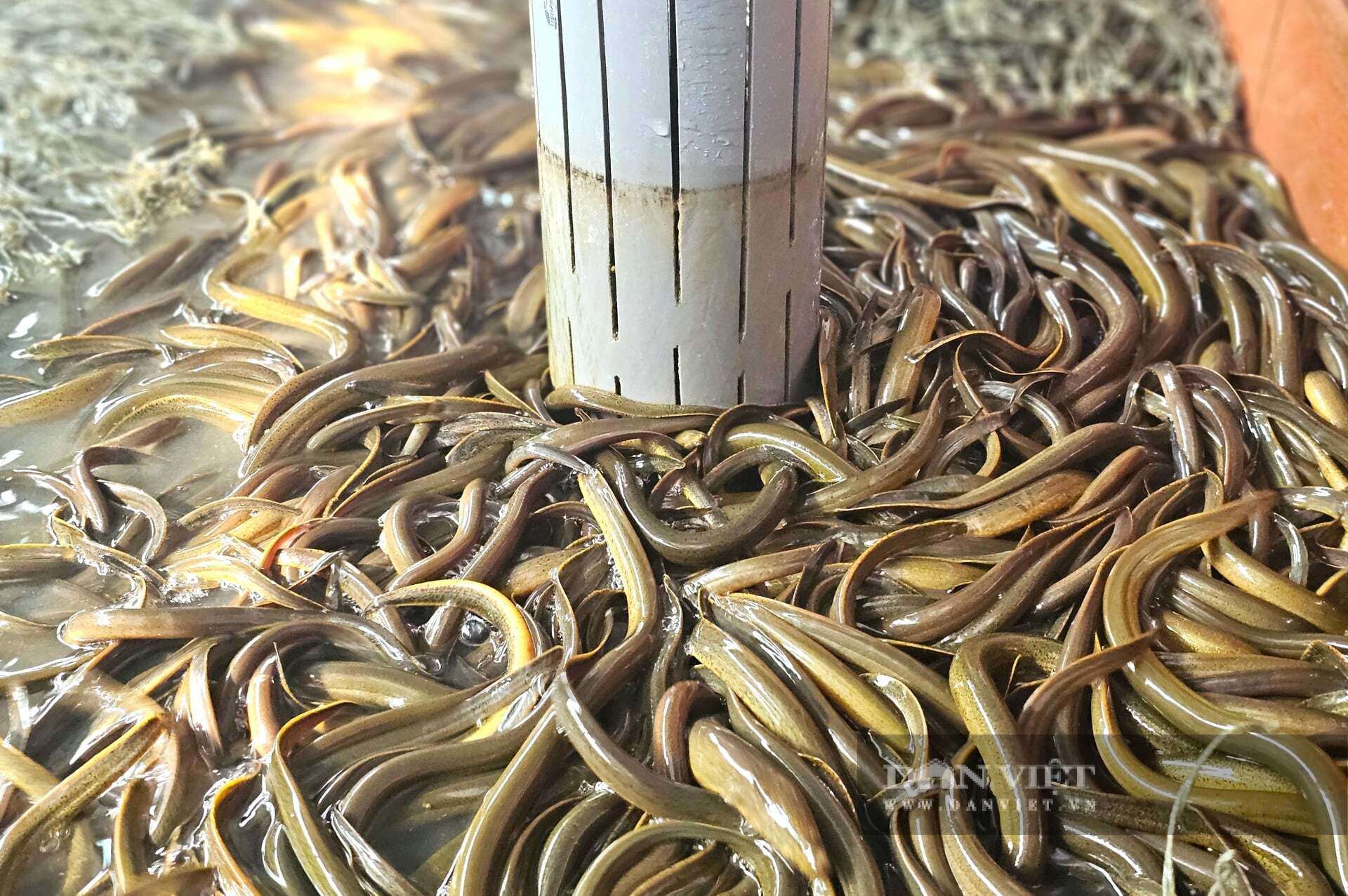 Anh Lượng ở xã Hợp Minh, tỉnh Nghệ An đầu tư tiền tỷ nuôi lươn không bùn mang lại hiệu quả kinh tế cao. Lươn thương phẩm được nuôi trong bể xi măng đạt năng suất vượt trội. Ảnh: N.T