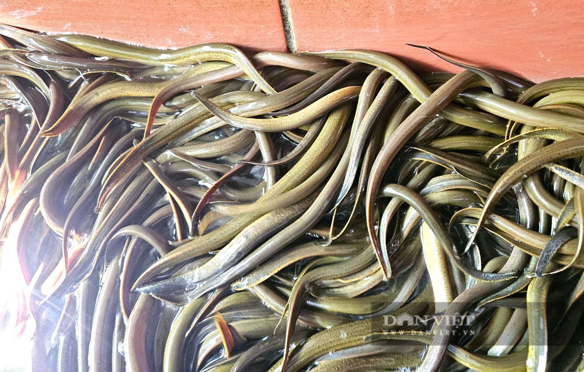 Nhờ làm chủ kỹ thuật ấp trứng lươn, trang trại của anh Lượng ở xã Hợp Minh, tỉnh Nghệ An trở thành địa chỉ cung cấp con giống tin cậy mà người dân trong vùng tìm đến. Bán lươn giống cũng mang lại nguồn thu nhập lớn cho trang trại. Ảnh: N.T