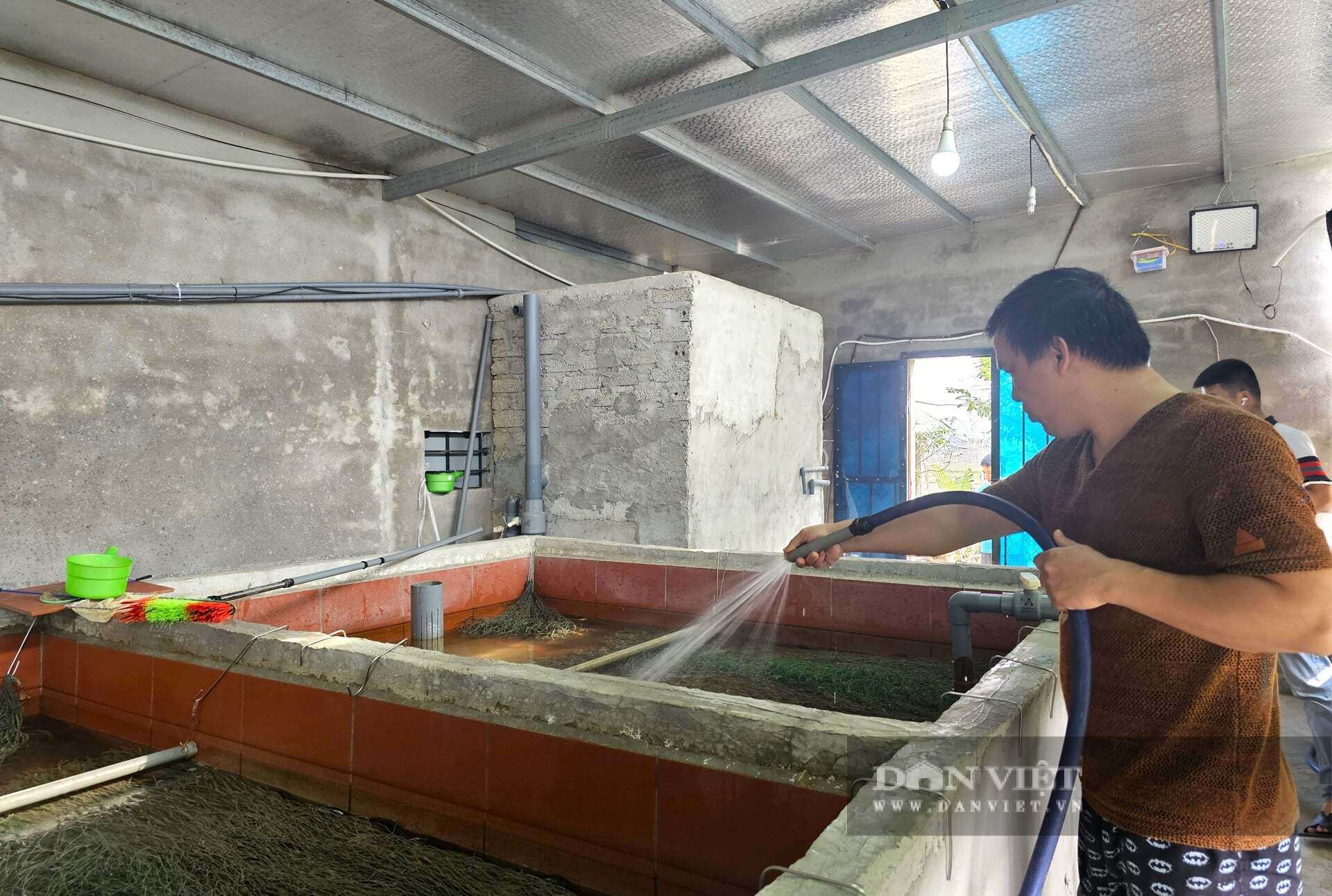 Nhờ làm chủ kỹ thuật ấp trứng lươn, trang trại của anh Lượng ở xã Hợp Minh, tỉnh Nghệ An trở thành địa chỉ cung cấp con giống tin cậy mà người dân trong vùng tìm đến. Bán lươn giống cũng mang lại nguồn thu nhập lớn cho trang trại. Ảnh: N.T