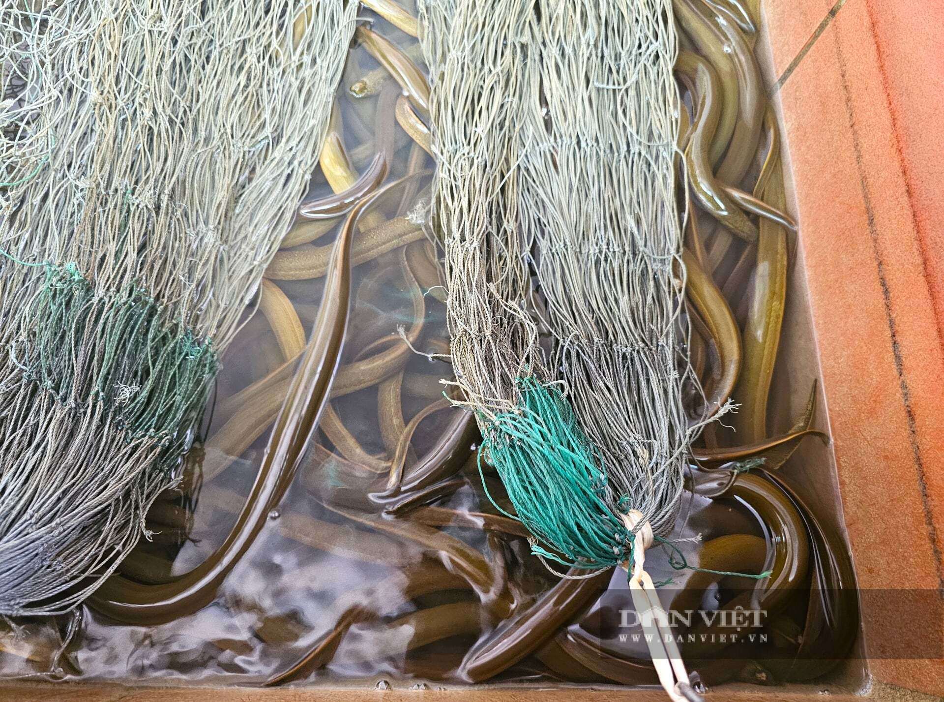 Nhờ làm chủ kỹ thuật ấp trứng lươn, trang trại của anh Lượng ở xã Hợp Minh, tỉnh Nghệ An trở thành địa chỉ cung cấp con giống tin cậy mà người dân trong vùng tìm đến. Bán lươn giống cũng mang lại nguồn thu nhập lớn cho trang trại. Ảnh: N.T