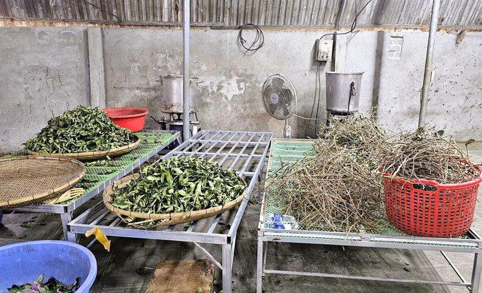 Cây cỏ được thu mua để sản xuất thuốc