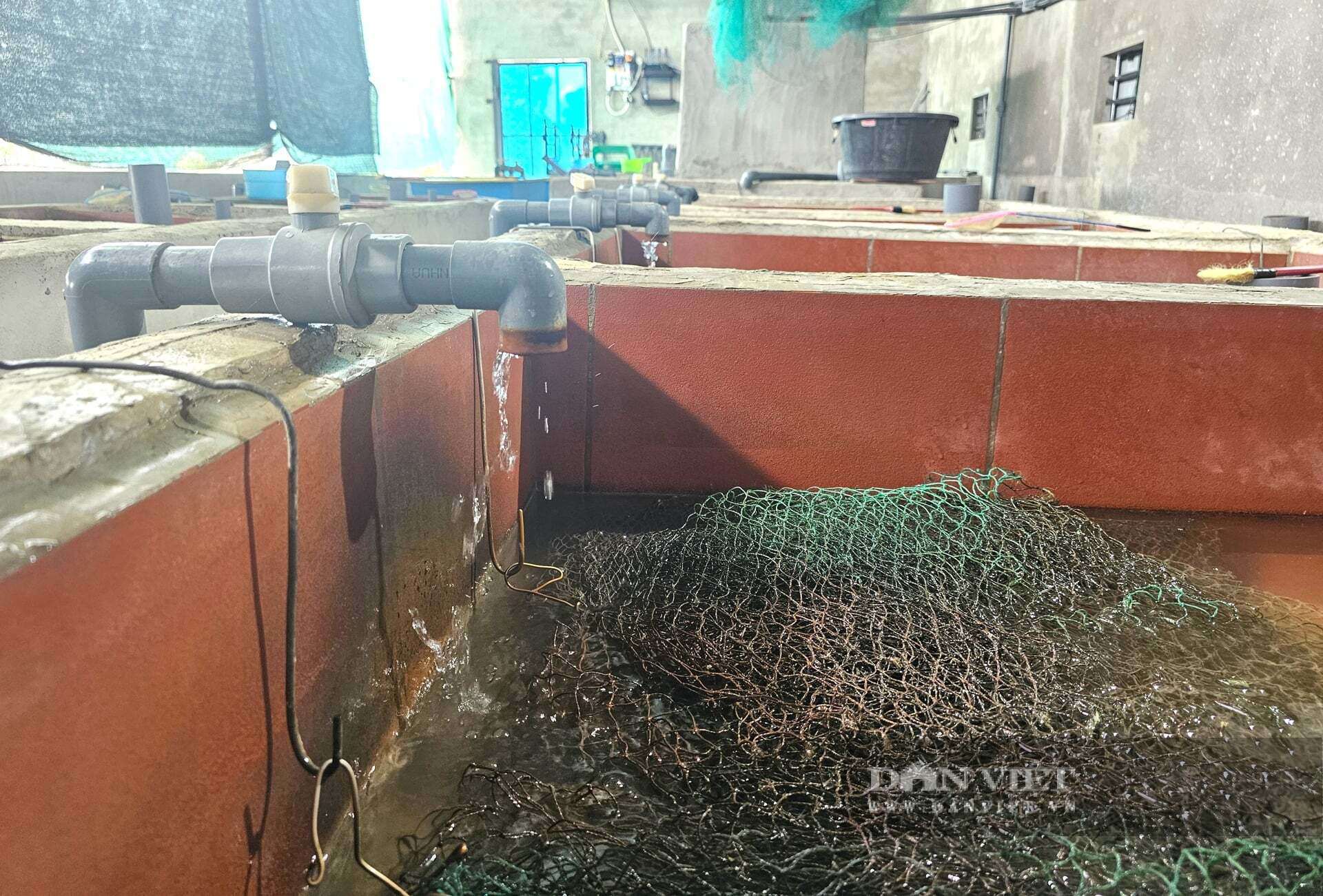 Anh Lượng ở xã Hợp Minh, tỉnh Nghệ An đầu tư tiền tỷ nuôi lươn không bùn mang lại hiệu quả kinh tế cao. Lươn thương phẩm được nuôi trong bể xi măng đạt năng suất vượt trội. Ảnh: N.T