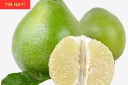 Tin tức sức khỏe - Bộ phận thường bị bỏ đi của quả bưởi lại là vị thuốc quý chữa đàm ho khó thở cực “nhạy”