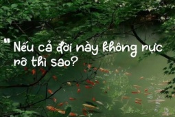 Vì sao câu nói 'Nếu cả đời này không rực rỡ thì sao?' gây sốt mạng?