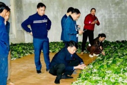 Con vật này thích nằm trên lá dâu vừa ăn vừa lớn, nông dân xã mới này ở Hà Tĩnh tháng nào cũng "lĩnh lương"