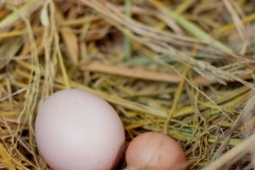 Mua trứng nên chọn quả to hay quả nhỏ? Người chăn nuôi lâu năm tiết lộ câu trả lời bất ngờ