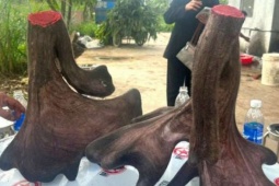 Con nai ở Nghệ An cho cặp nhung “khủng” gần 17kg, trông như bông hoa mào gà, khách chốt giá 125 triệu đồng