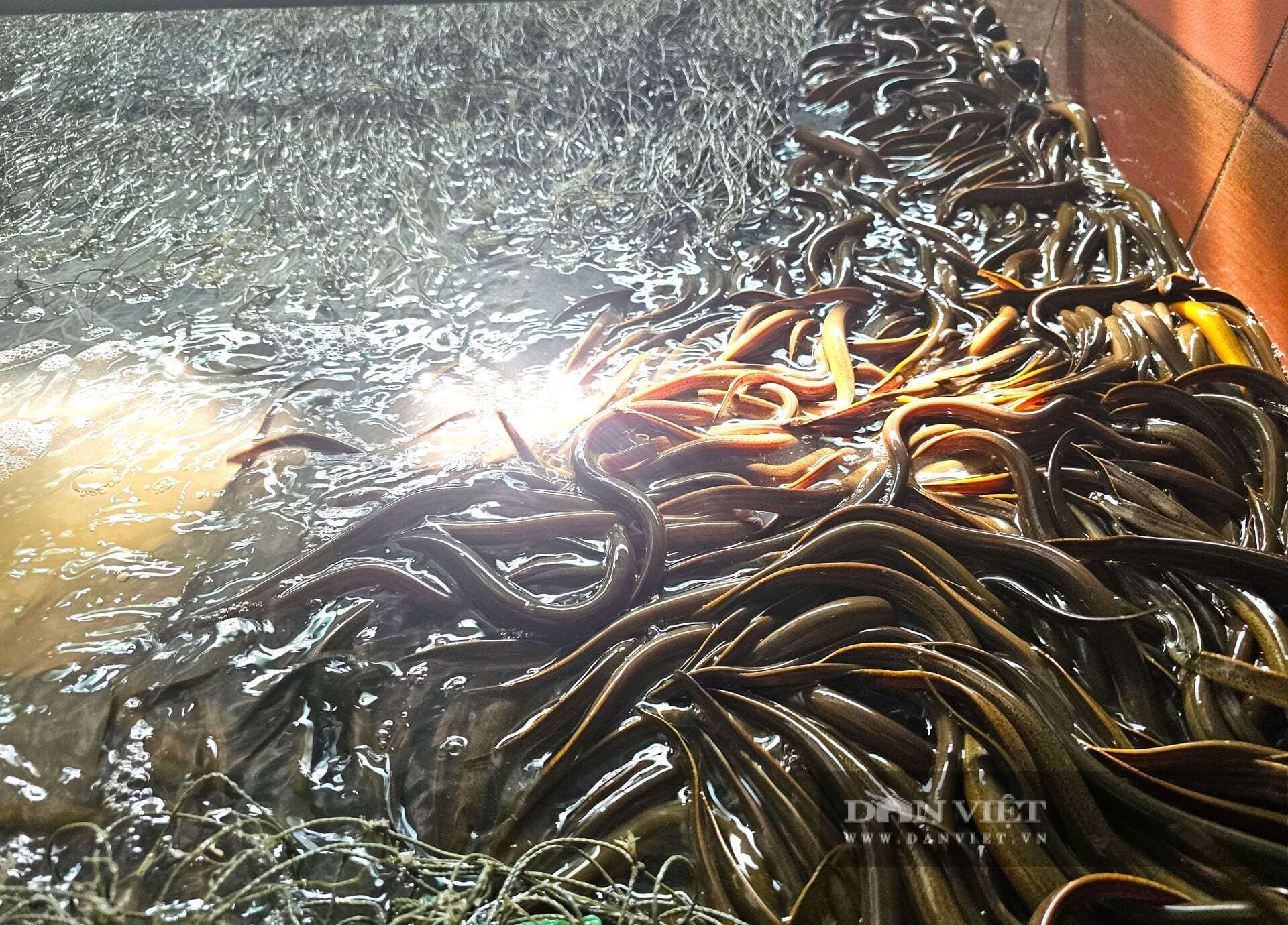 Anh Lượng ở xã Hợp Minh, tỉnh Nghệ An đầu tư tiền tỷ nuôi lươn không bùn mang lại hiệu quả kinh tế cao. Lươn thương phẩm được nuôi trong bể xi măng đạt năng suất vượt trội. Ảnh: N.T