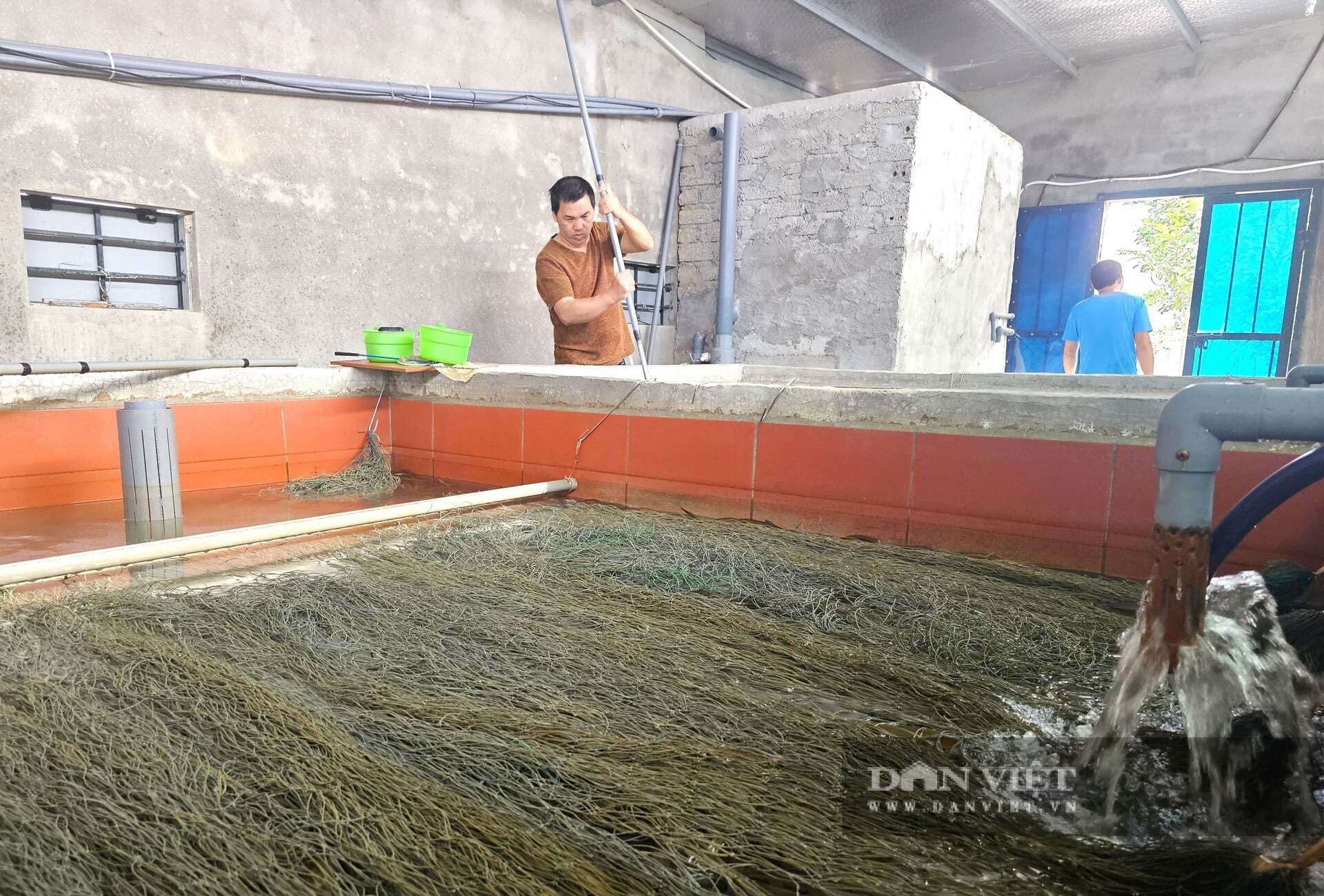 Anh Lượng xây dựng hệ thống bể chứa, lọc nước nhằm đảm bảo nguồn nước sạch để nuôi lươn. Ảnh: N.T