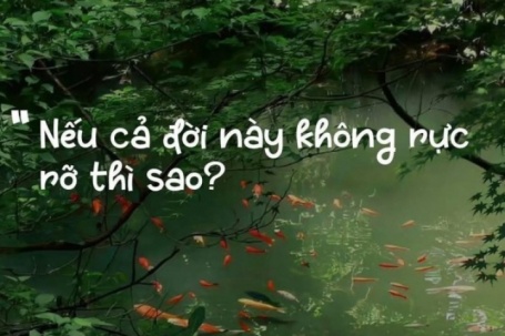 Vì sao câu nói 'Nếu cả đời này không rực rỡ thì sao?' gây sốt mạng?