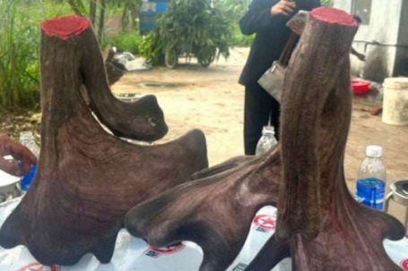 Con nai ở Nghệ An cho cặp nhung “khủng” gần 17kg, trông như bông hoa mào gà, khách chốt giá 125 triệu đồng