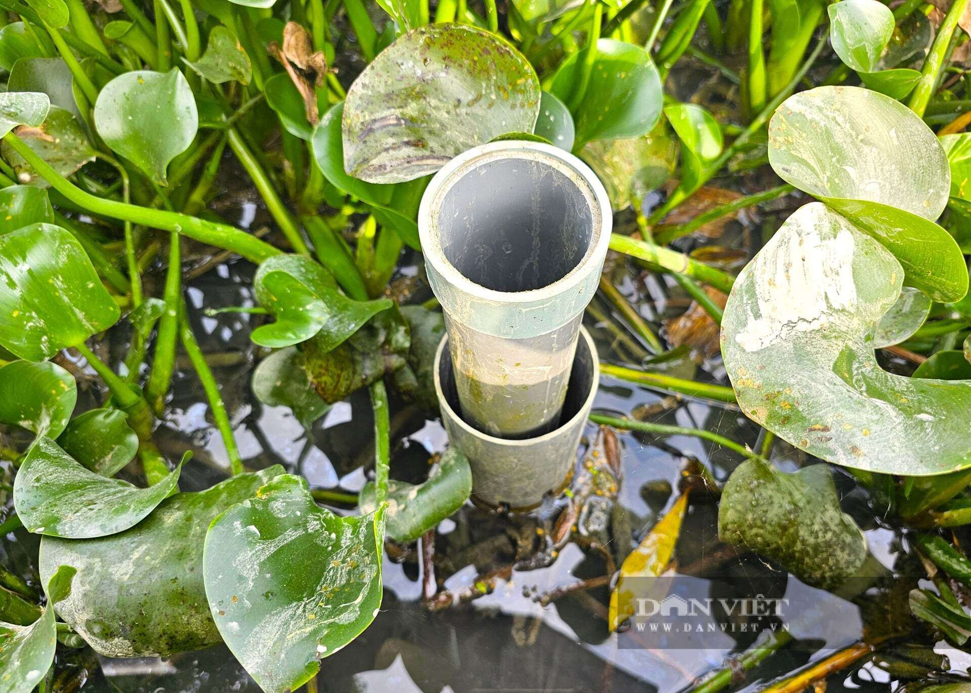 Khu vực nuôi lươn bố mẹ tại trang trại của anh Lượng ở xã Hợp Minh, tỉnh Nghệ An. Mỗi bể nuôi cho thu về khoảng 1kg trứng lươn, ấp nở ra 2 vạn con giống. Ảnh: N.T