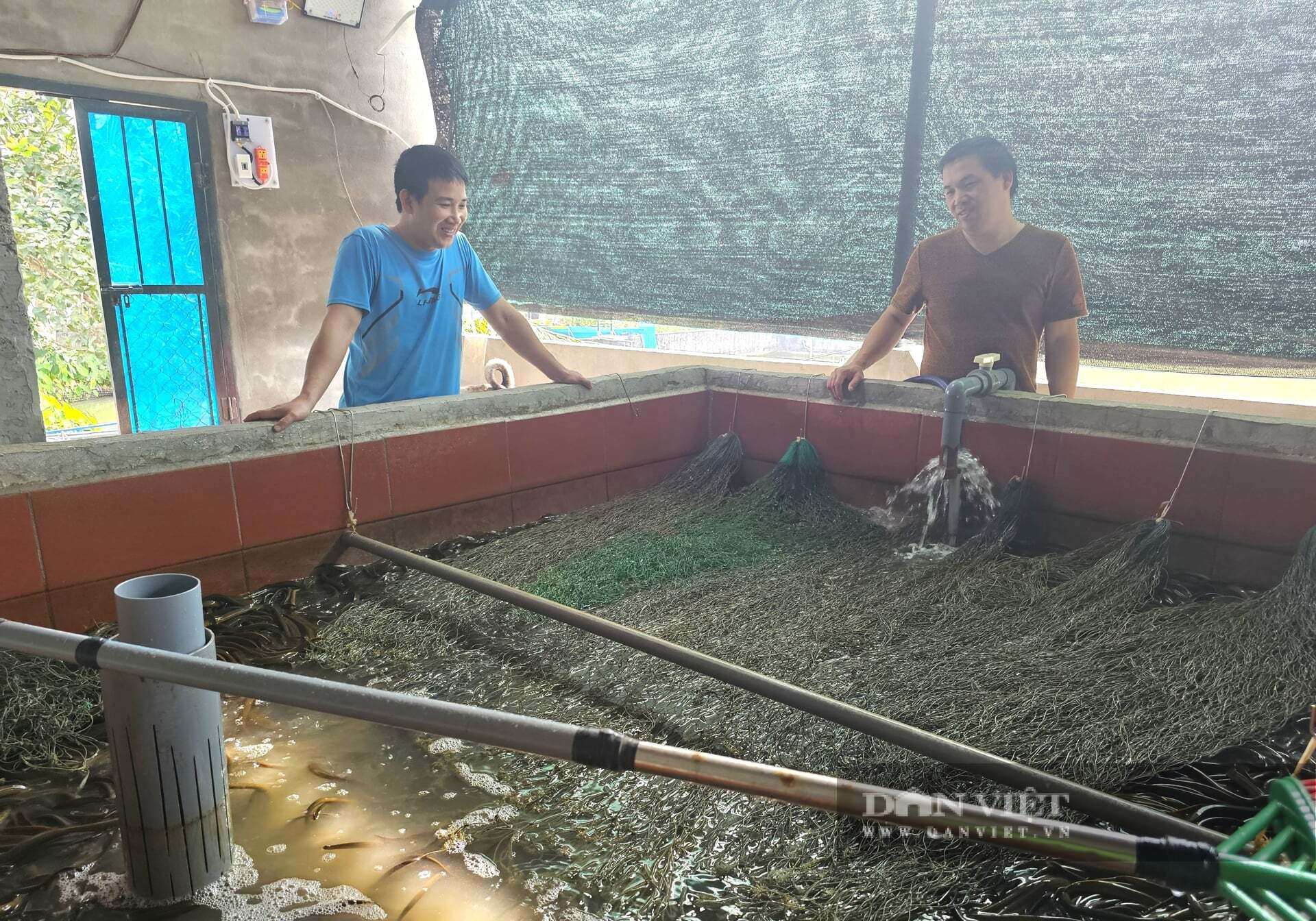 Nhờ làm chủ kỹ thuật ấp trứng lươn, trang trại của anh Lượng ở xã Hợp Minh, tỉnh Nghệ An trở thành địa chỉ cung cấp con giống tin cậy mà người dân trong vùng tìm đến. Bán lươn giống cũng mang lại nguồn thu nhập lớn cho trang trại. Ảnh: N.T