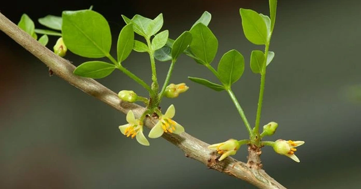 Nhiều người bỏ qua dấu hiệu này, đến khi đau đến mức bật khóc mới phát hiện thoát vị đĩa đệm thì đã muộn - 6