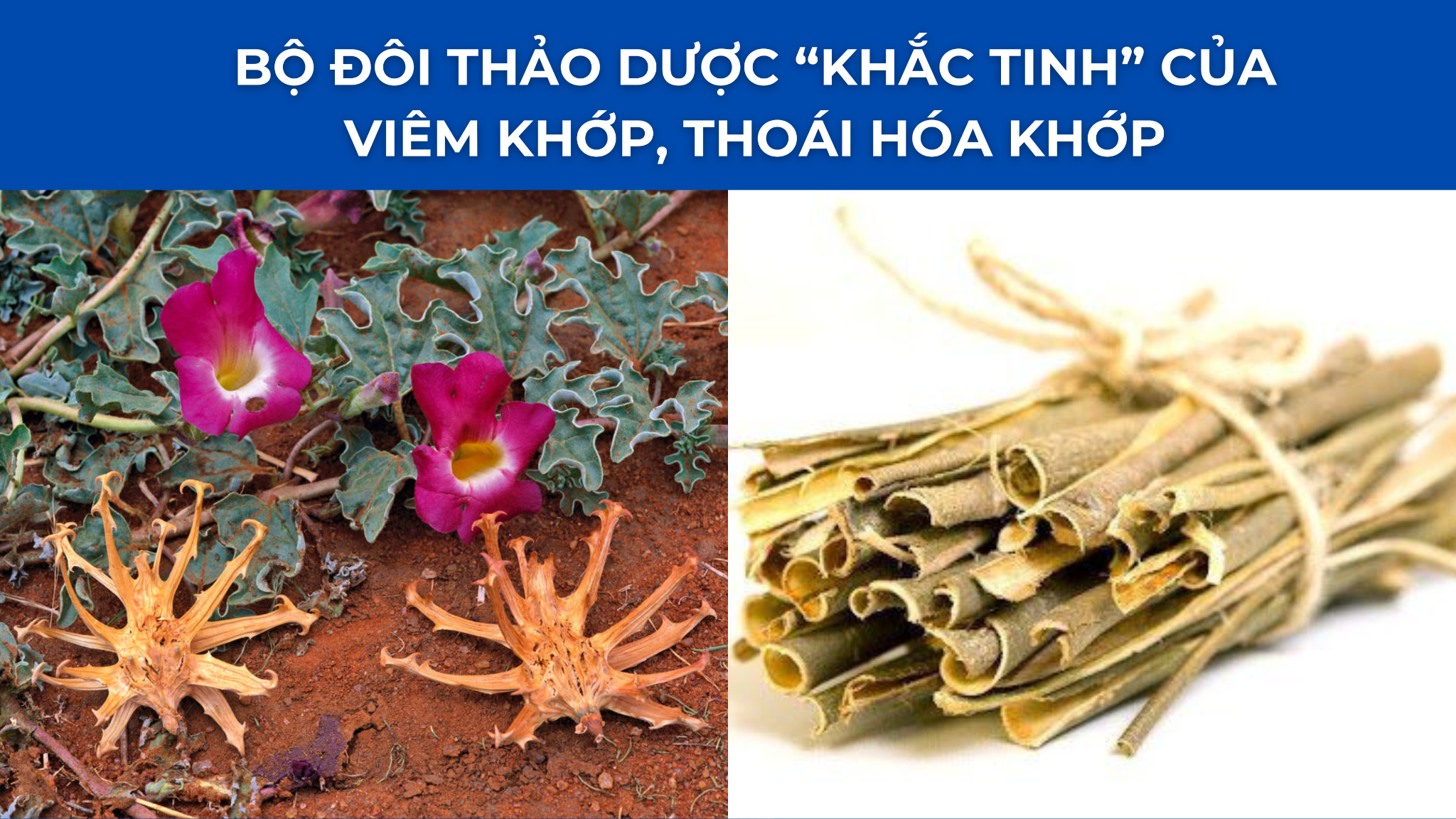 “Dưỡng chất vàng” đại bổ khiến khớp như được “tái sinh”, cử động trơn tru trở lại! - 3