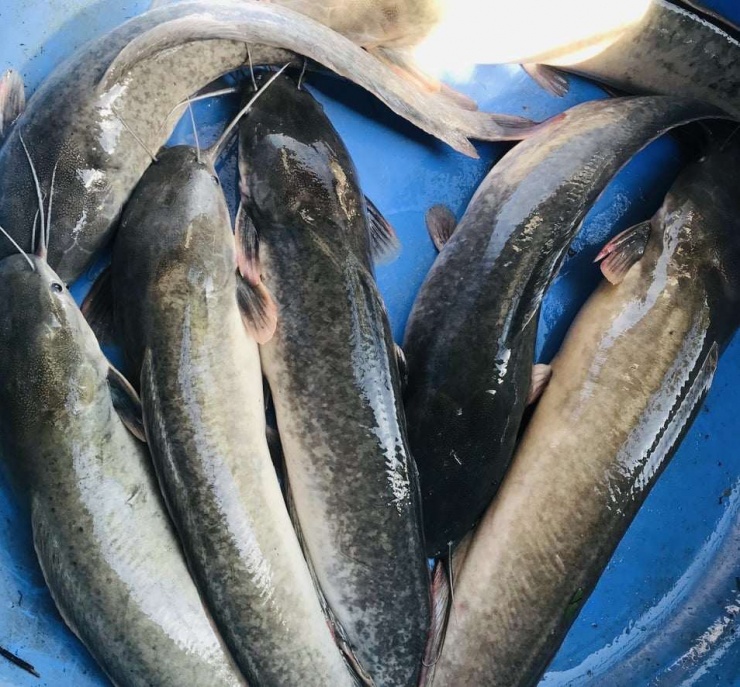 Ông Đệ tập trung chăn nuôi các loại cá có giá trị kinh tế ổn định như cá tra, cá vồ đém và cá trê. Ảnh: ĐVCC