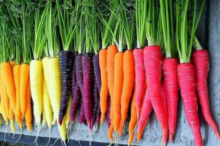 Ăn khoảng 4 củ cà rốt mỗi tuần có thể giảm nguy cơ ung thư