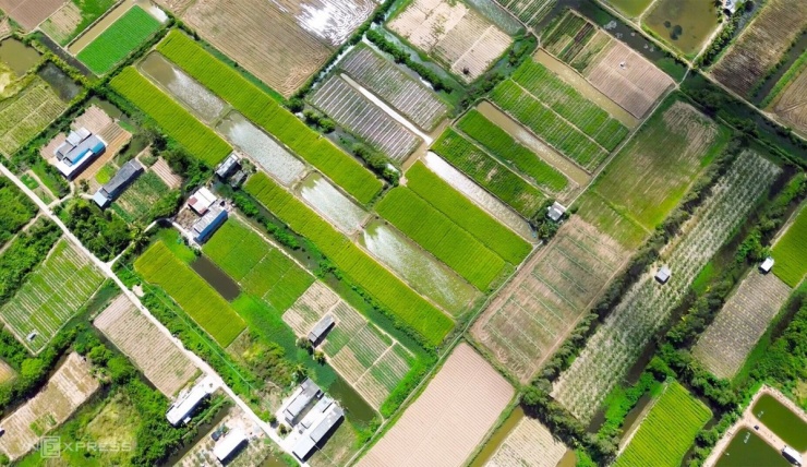 Cánh đồng hoa thì là phủ vàng ven biển Cà Mau - 1