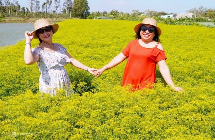 Cánh đồng hoa thì là phủ vàng ven biển Cà Mau - 7