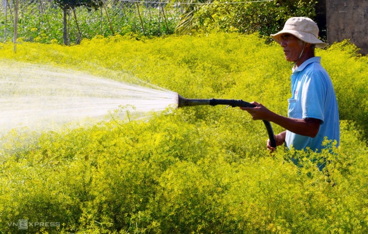 Cánh đồng hoa thì là phủ vàng ven biển Cà Mau - 8