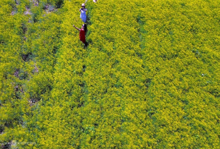 Cánh đồng hoa thì là phủ vàng ven biển Cà Mau - 6