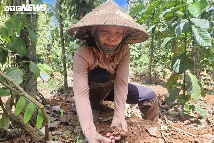 'Đỏ mắt' tìm nhân công hái hồ tiêu ở Đắk Lắk, trái chín rụng đầy vườn