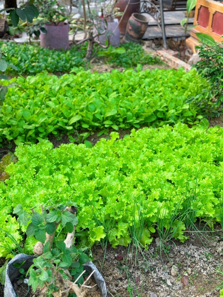 Khoảng sân vườn được mẹ của ca sĩ chăm sóc, trồng nhiều loại cây ăn trái và rau củ nhằm cung cấp thực phẩm cho gia đình.