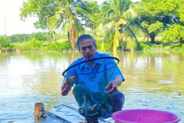Một người ở Nhà Bè, TPHCM nấu thức ăn nuôi cá gì mà thu lời hàng trăm triệu đồng?