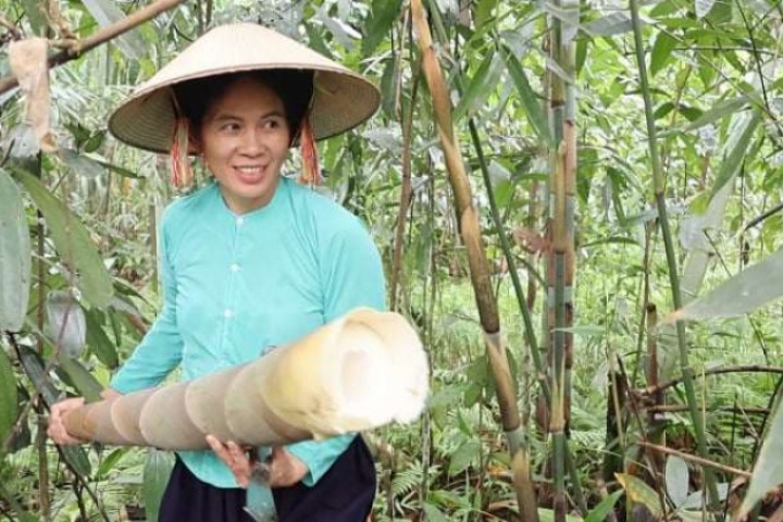 Đặc sản cứ mùa mưa đến lại mọc lên như nấm ở vùng cao Lào Cai tăng giá gấp đôi nhờ cách làm này của nữ giám đốc 9X