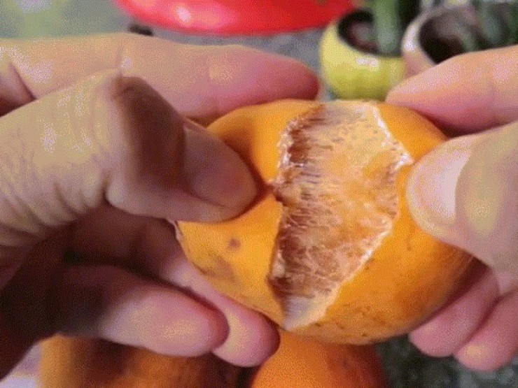 Sản vật miền Tây có múi giống mít, vị chua ngọt như măng cụt hút khách tìm mua