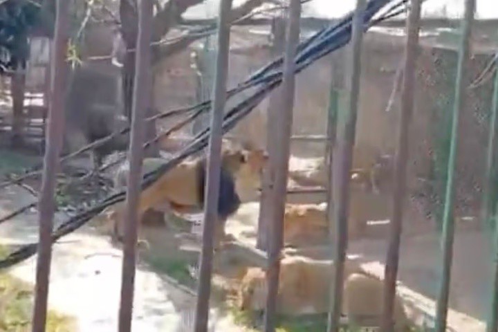 Sư tử được nuôi nhốt trong khu bảo tồn dành cho những động vật từng biểu diễn xiếc. (Ảnh: Jam Press)