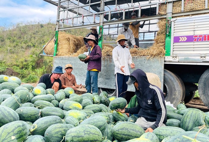 Giá dưa hấu bán lẻ chỉ còn 1.000 -1.500 đồng/kg khiến người nông dân thua lỗ nặng