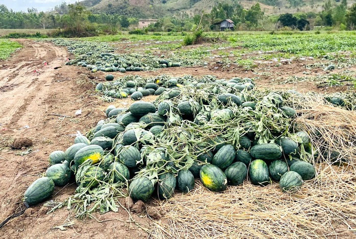 Giá dưa thấp khiến nhiều hộ dân chưa muốn bán, chờ giá lên cao