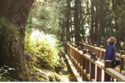 Du xuân Alishan - Lạc giữa biển mây và rừng cổ thụ của Đài Loan