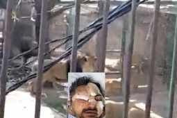 Say rượu thả 6 con sư tử khỏi chuồng, người đàn ông nhận cái kết đau đớn