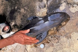 Cá voi chết trôi dạt vào bờ biển Gia Lai